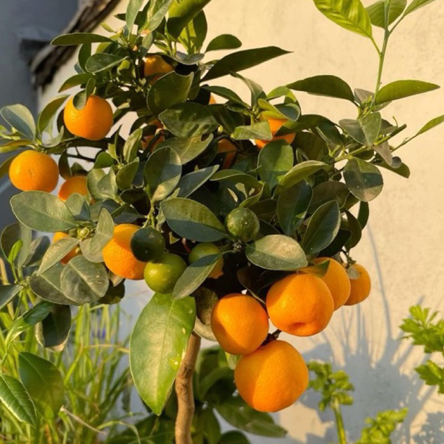 

tanaman jeruk santang madu berbuah rimbun jumbo - jeruk santang madu - berbuah rimbun