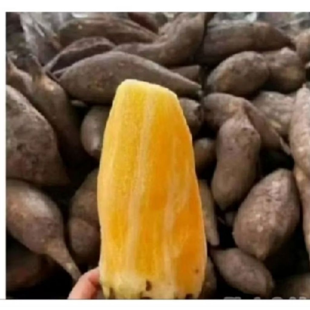 

UMBI YAKON MANIS WONOSOBO 1KG ISI 1-4 BIJI