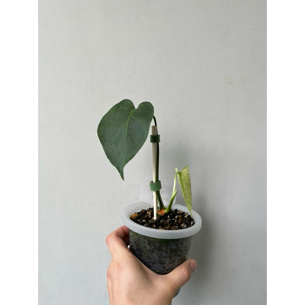 TANAMAN MONSTERA DELICIOSA WHITE MONSTER KUNZO 02