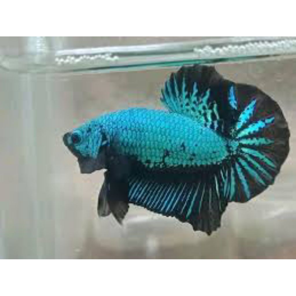 Cupang Plakat Dragon