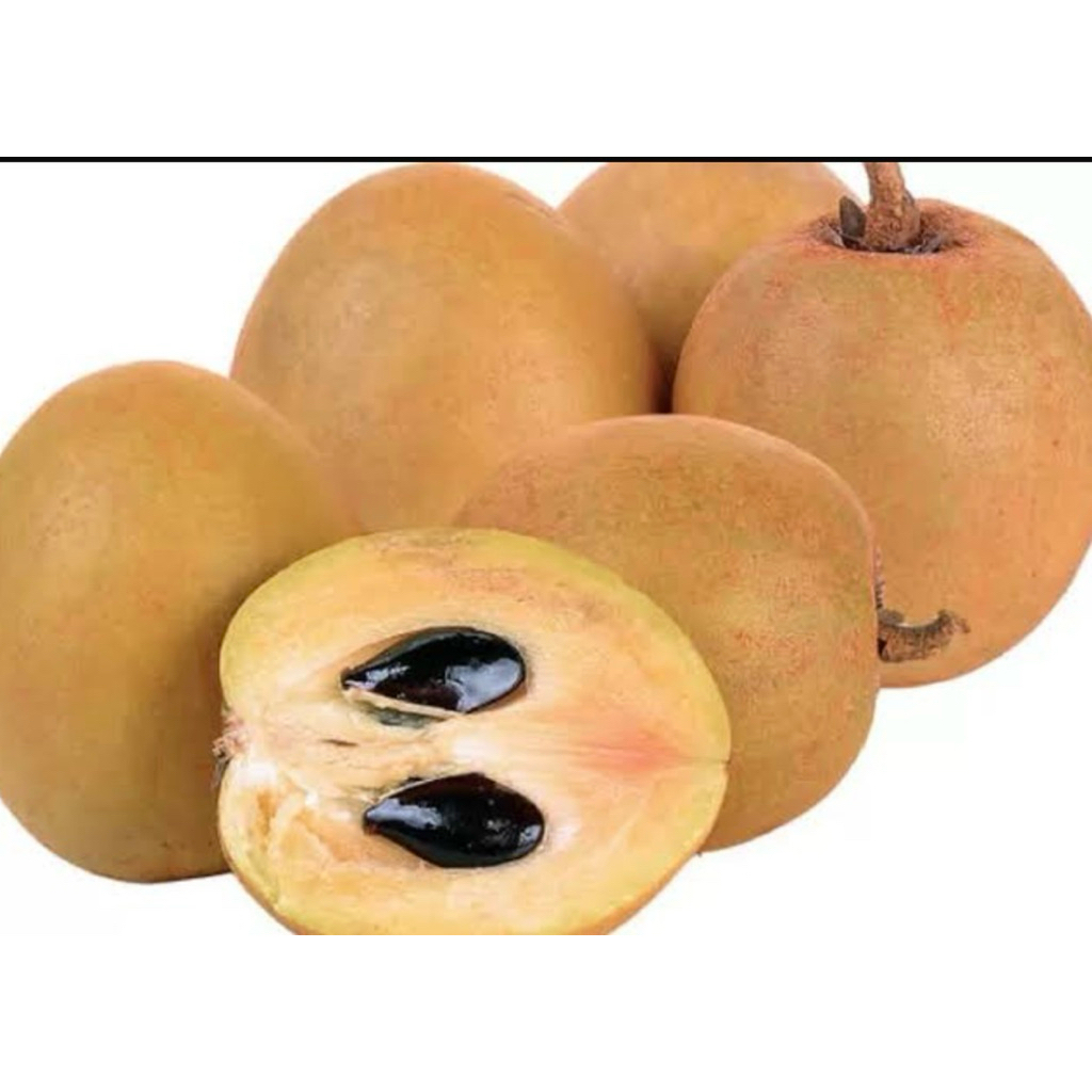 

Buah sawo Gendruwo | Sawo Lokal Manis Fresh 1kg