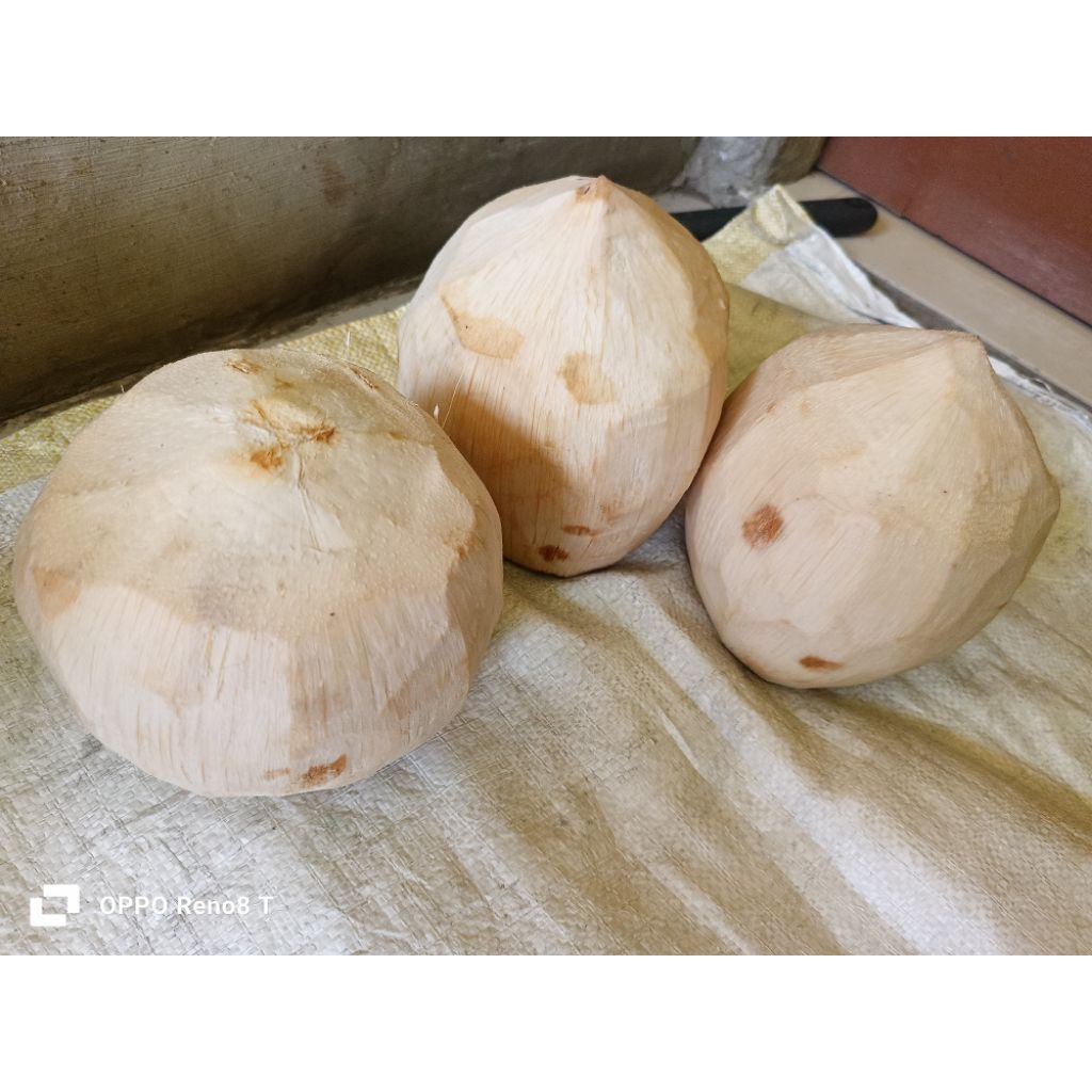 

kelapa-muda-fresh-udah-di-kupas-bersih