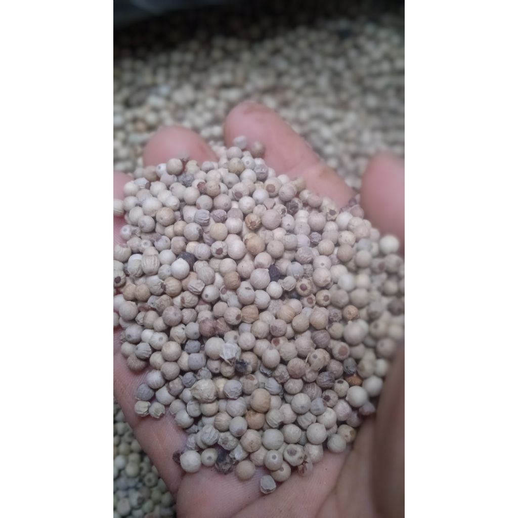 

Merica berkualitas 250 gram
