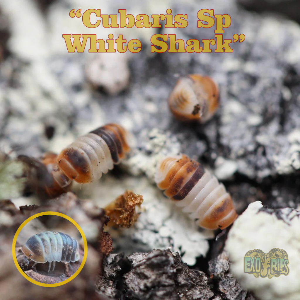 Cubaris Sp White Shark Isopod Pengurai Bioactive Paludarium Dan Vivarium Isopoda Sp White Shark