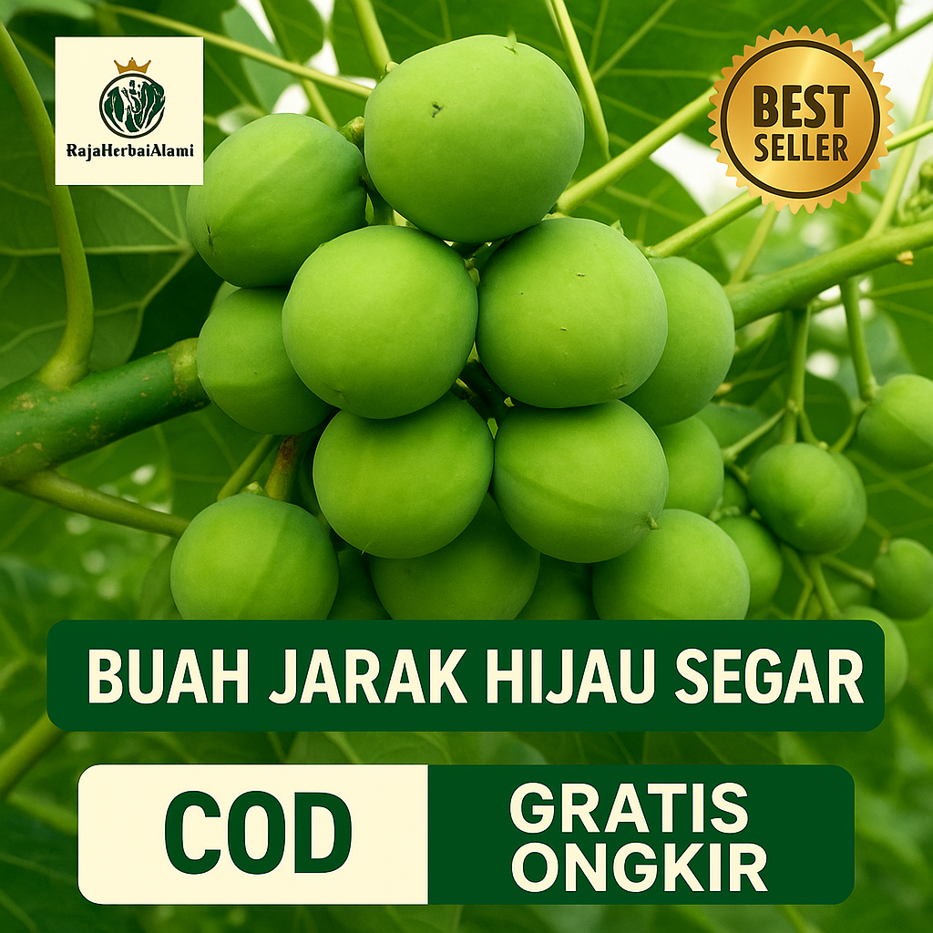 

Buah Jarak Pagar Per 5 Buah Untuk Obat Herbal Siap Olah | COD