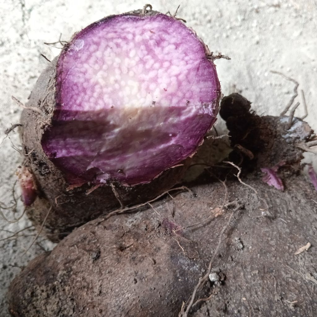 

Umbi uwi ungu fresh & legit