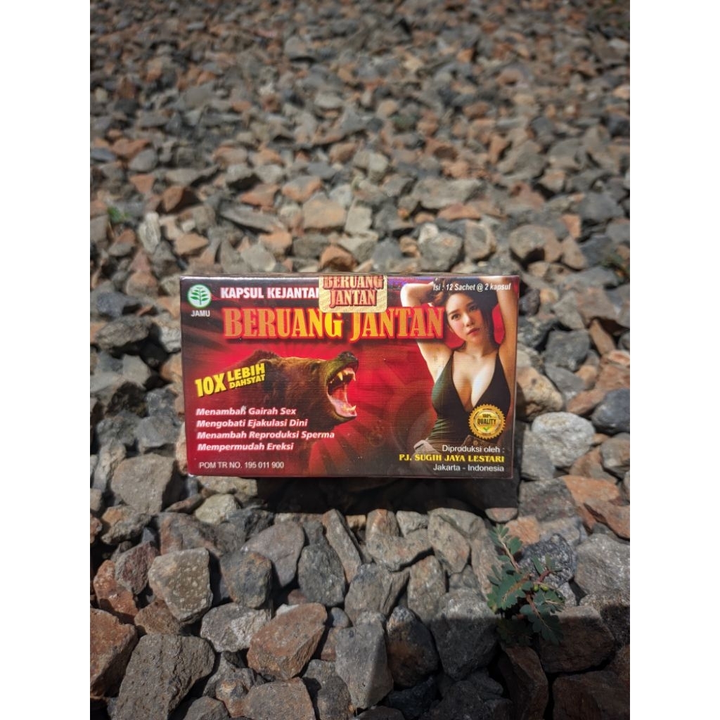 

Beruang jantan original