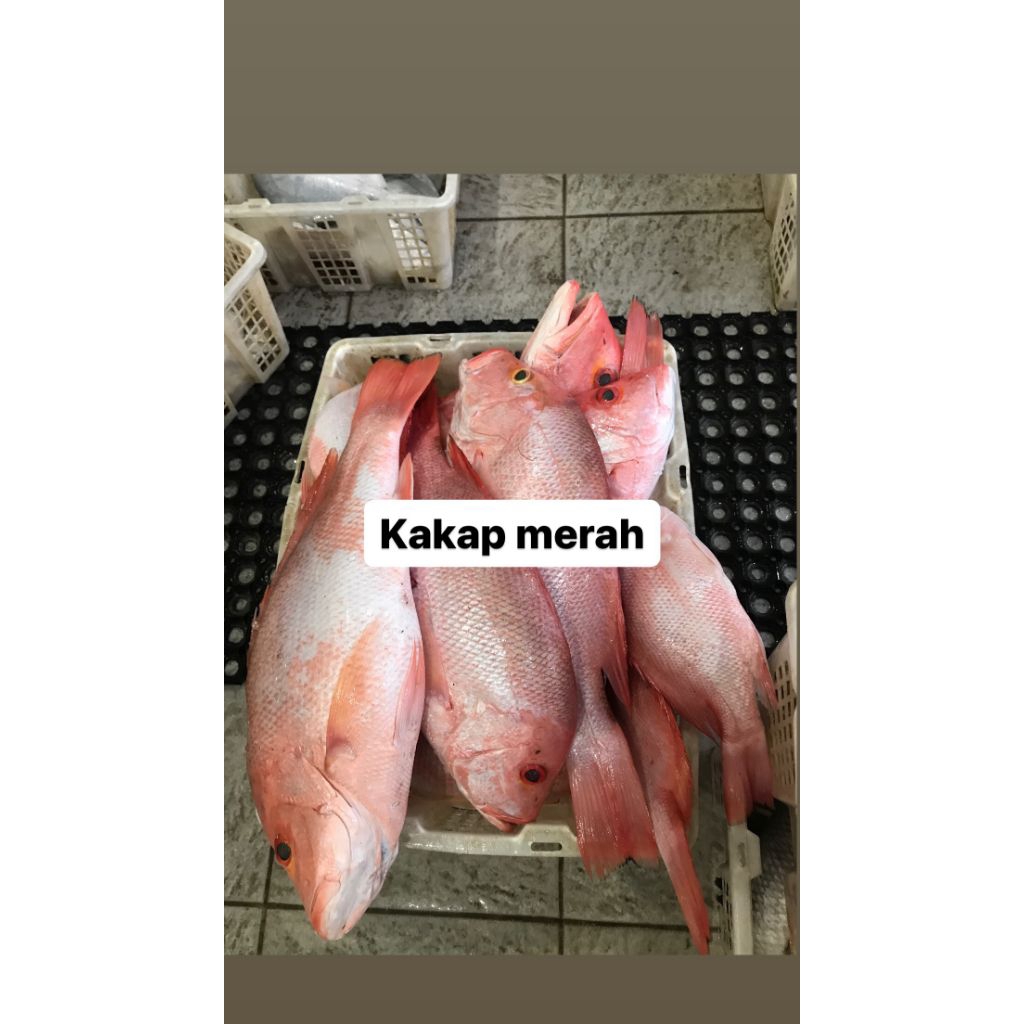 

kakap Merah Super