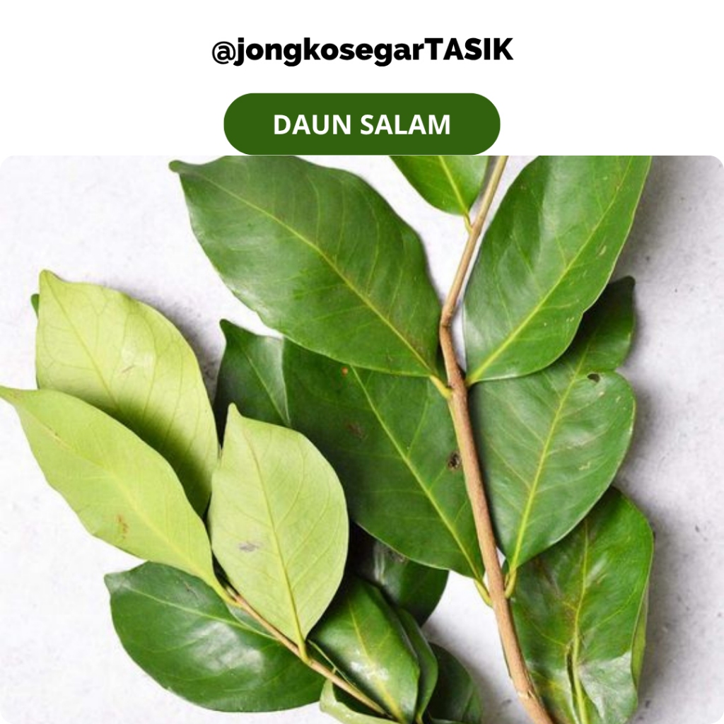 

jongkosegarTASIK - Daun Salam Fres Rempah Segar Per ikat