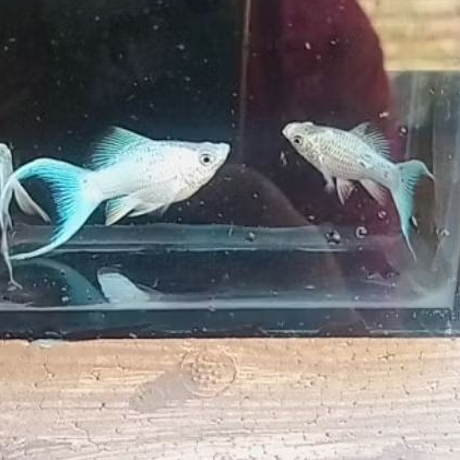 Miniatur MOLLY PLATINUM SEMI VEILTAIL