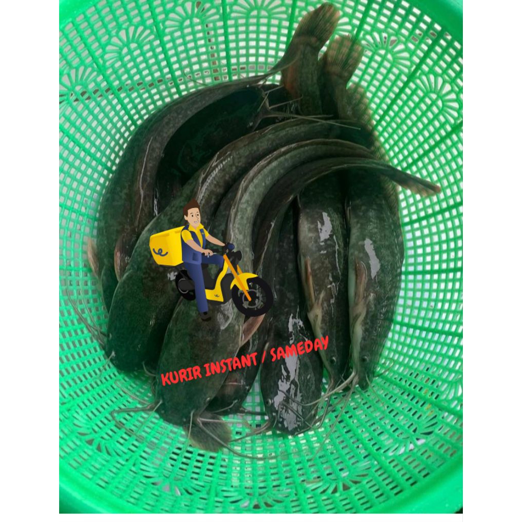 

IKAN LELE SEGAR KONSUMSI - 1 KG