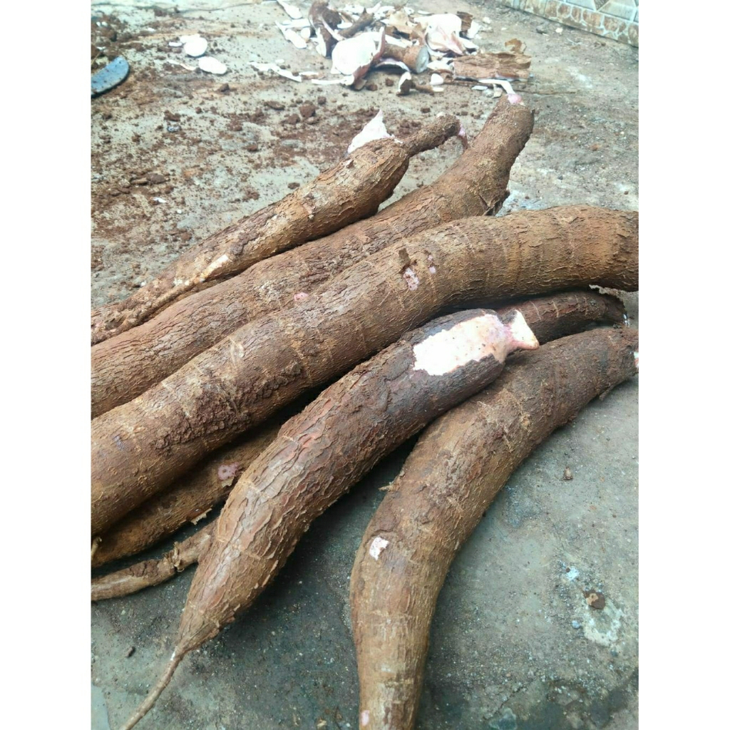 

Singkong mentah fresh 1 kg