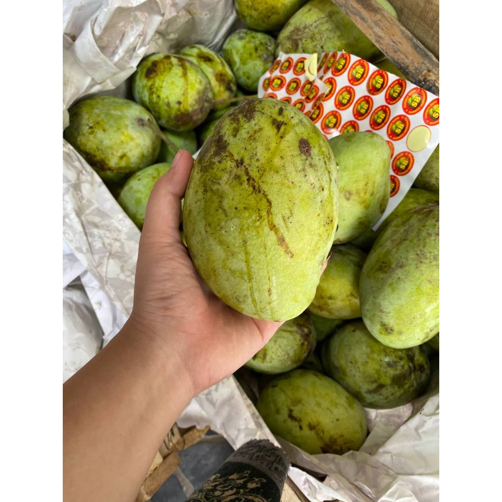 

MANGGA INDRAMAYU