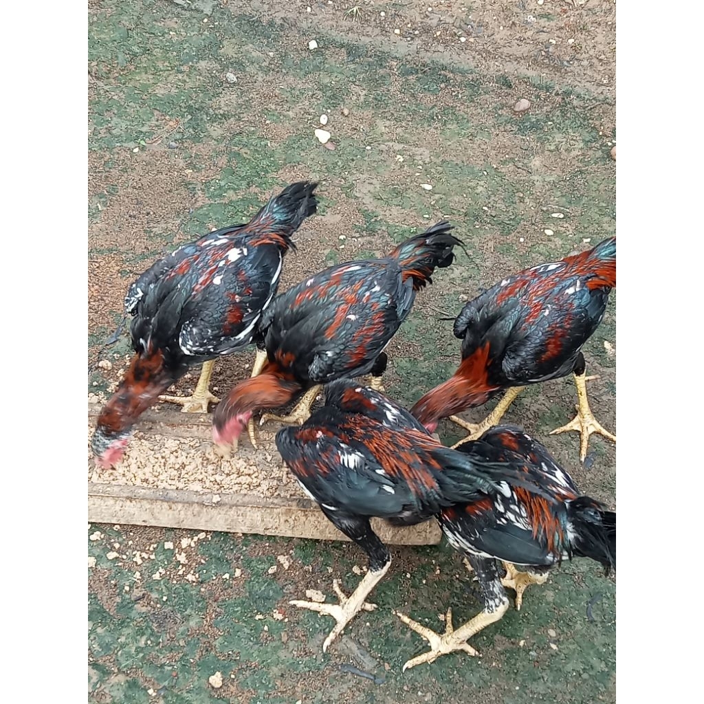 Ayam BK klasik, Magon, Birma