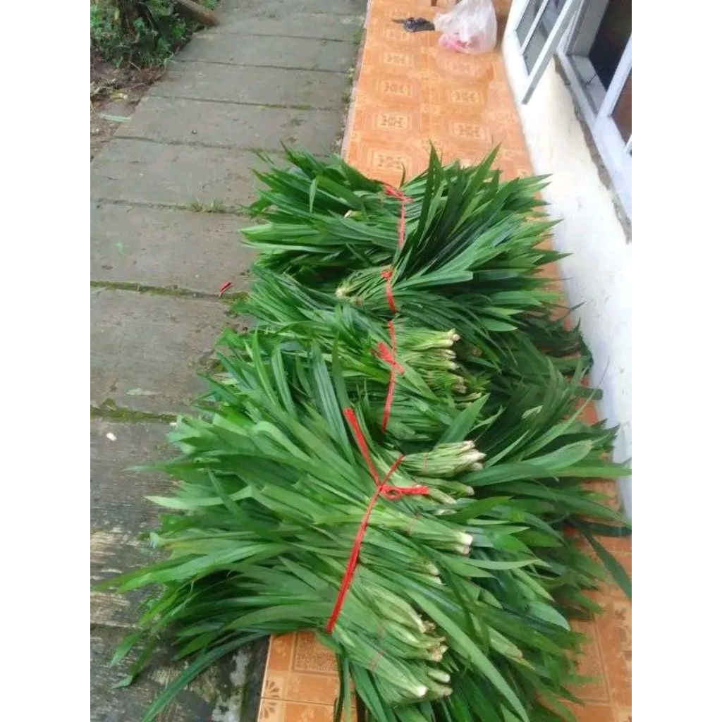 

daun pandan wangi fres 12 lambar di petik dadakan
