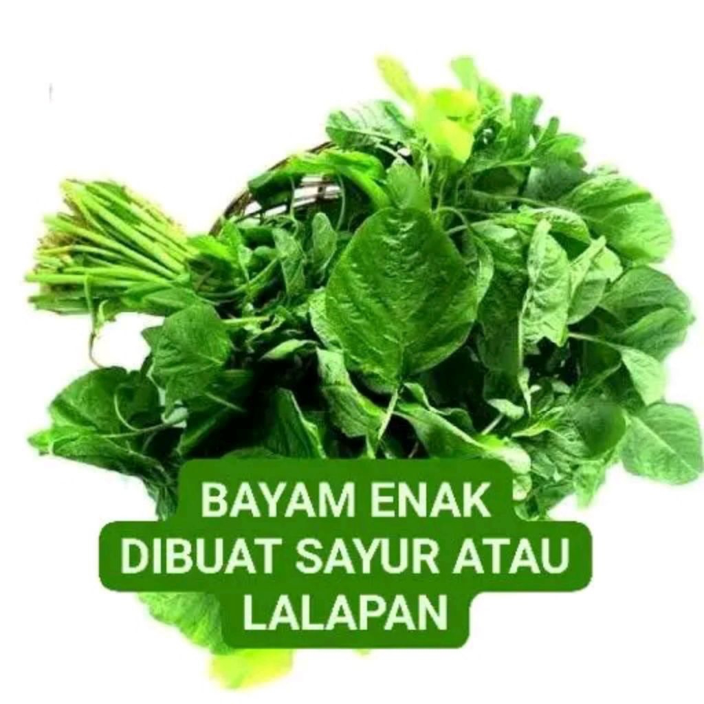 

SAYUR bayam koza di petik dadakan 100 gram