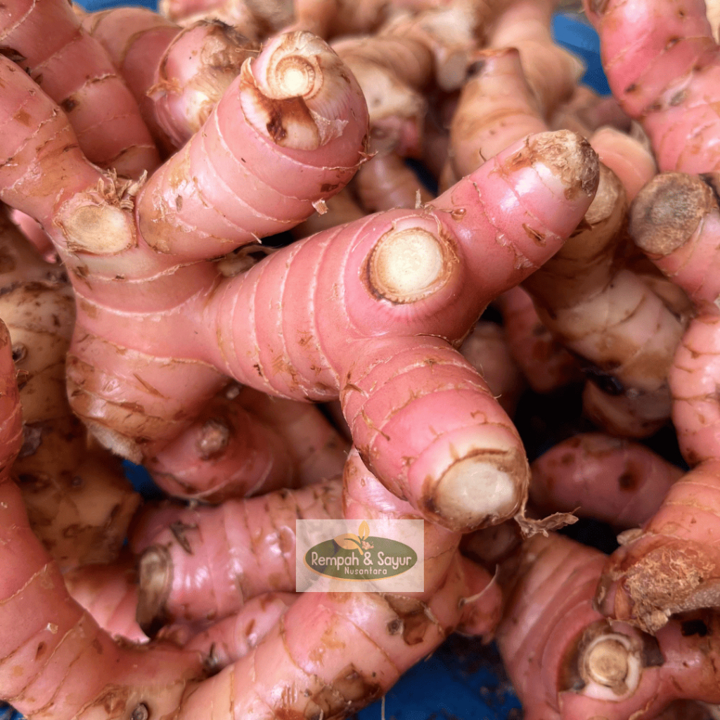 

Lengkuas Laos Bogor | Laja Bogor Segar Sudah Dicuci Fresh 250 gram