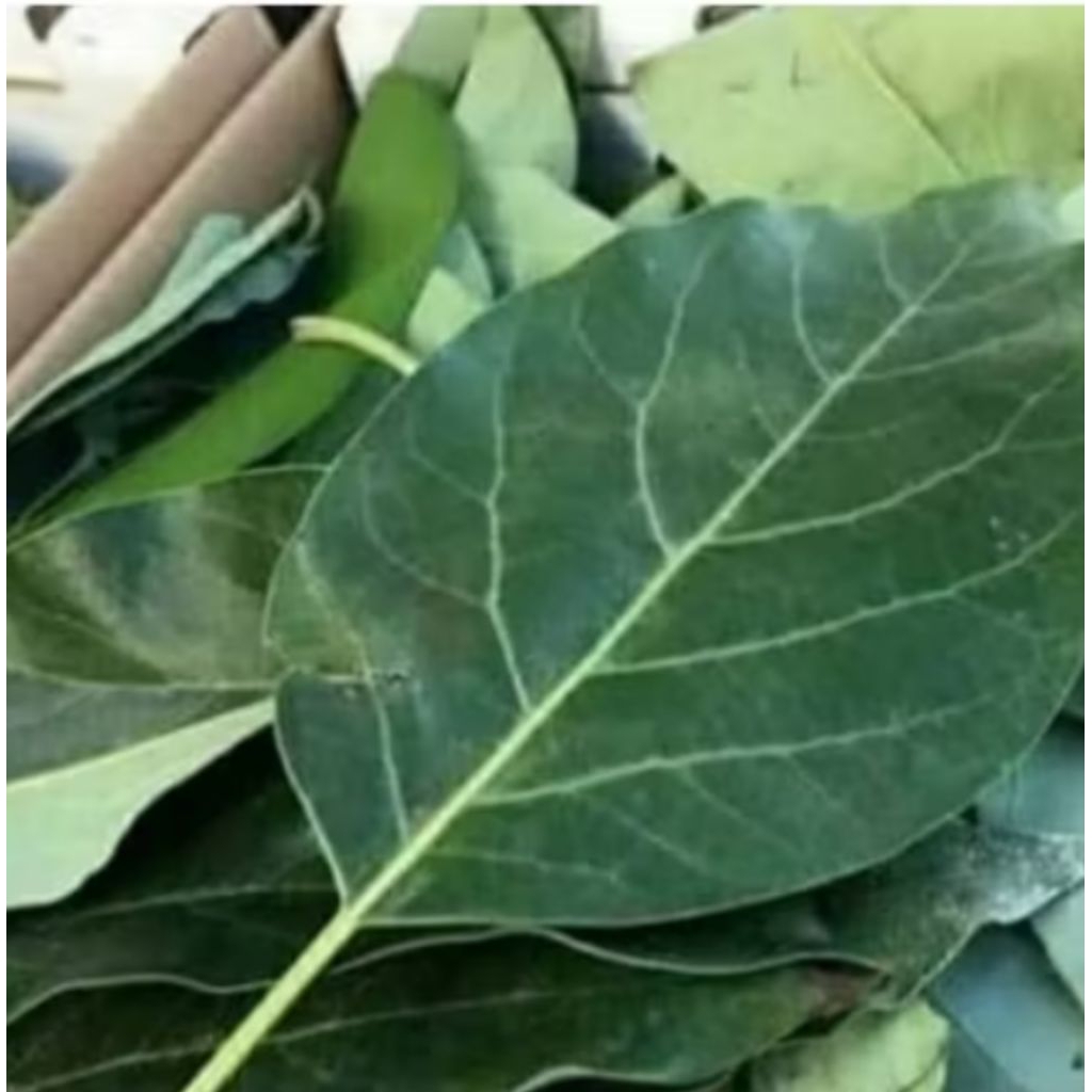 

daun alpukat 100 lembar untuk herbal
