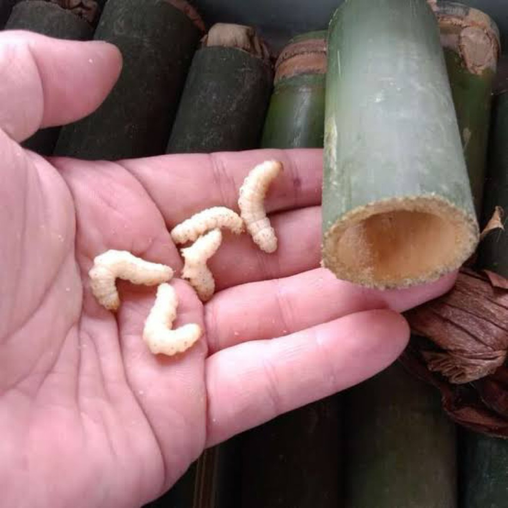 UMPAN CANGKILUNG ATAU ULAT BAMBU ISI 10 PCS