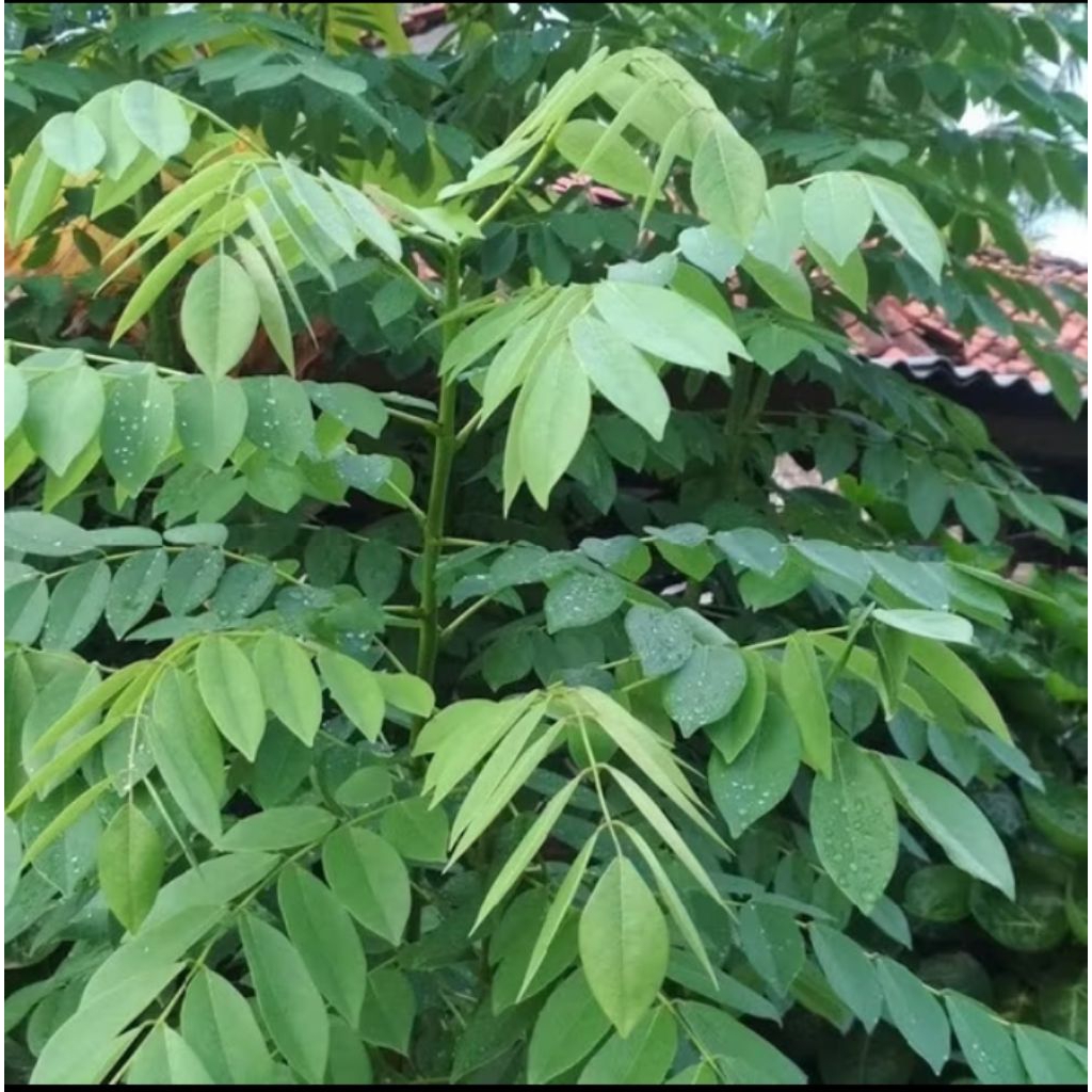 

tanaman kalikiria/ Daun gamal / kihujan segar 100g