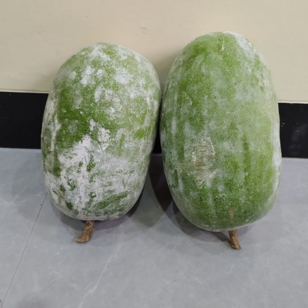 

Buah Bligo/Kundur, 1,8 Sampay 2kg Fress Bari di Petik