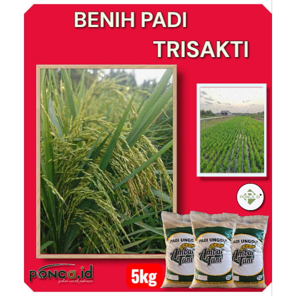 Terbaru benih padi Trisakti 5kg