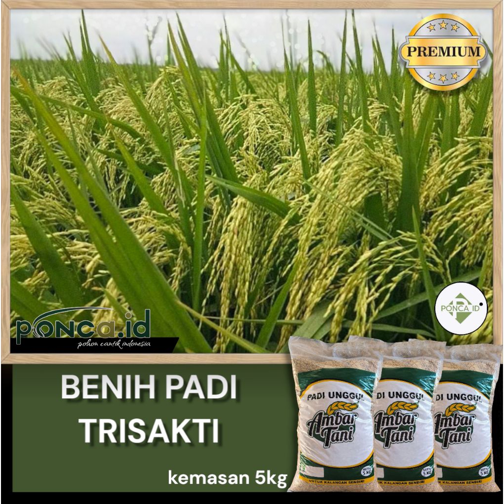 Benih Padi Trisakti 5kilogram