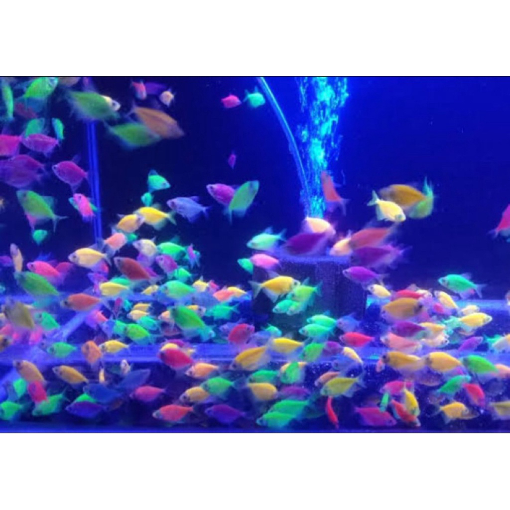 hiasan aquarium/glowfish tetra per 10e