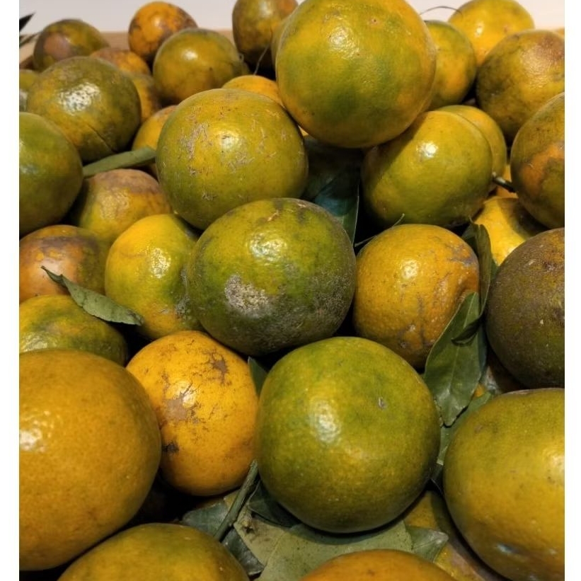 

Jeruk Peras 1kg - Jeruk Peras Jember manis asam segar