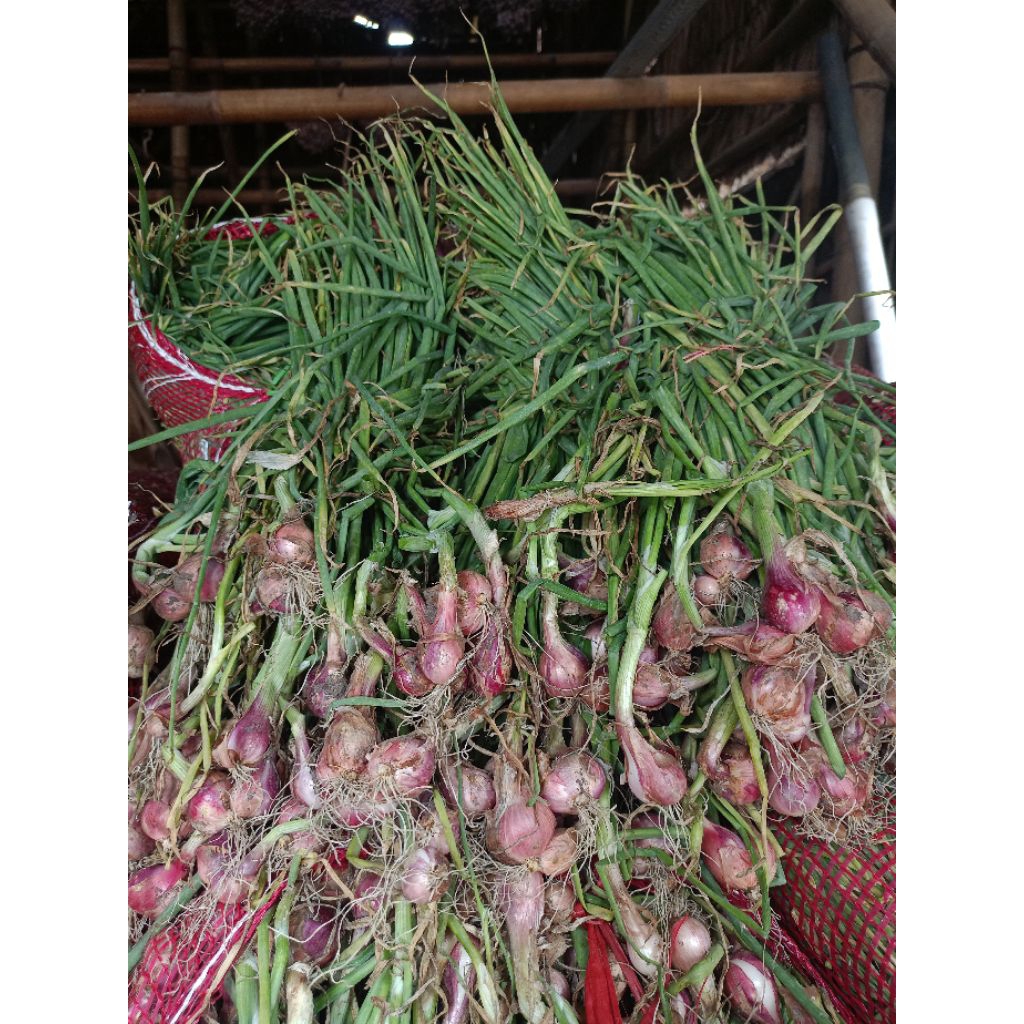 

Bawang merah daun fresh baru panen 1kg
