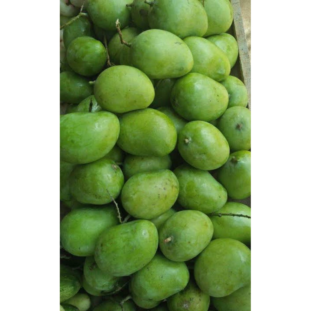 

Mangga Muda Kriuk | Segar, Asam, Cocok untuk Rujak & Sambal