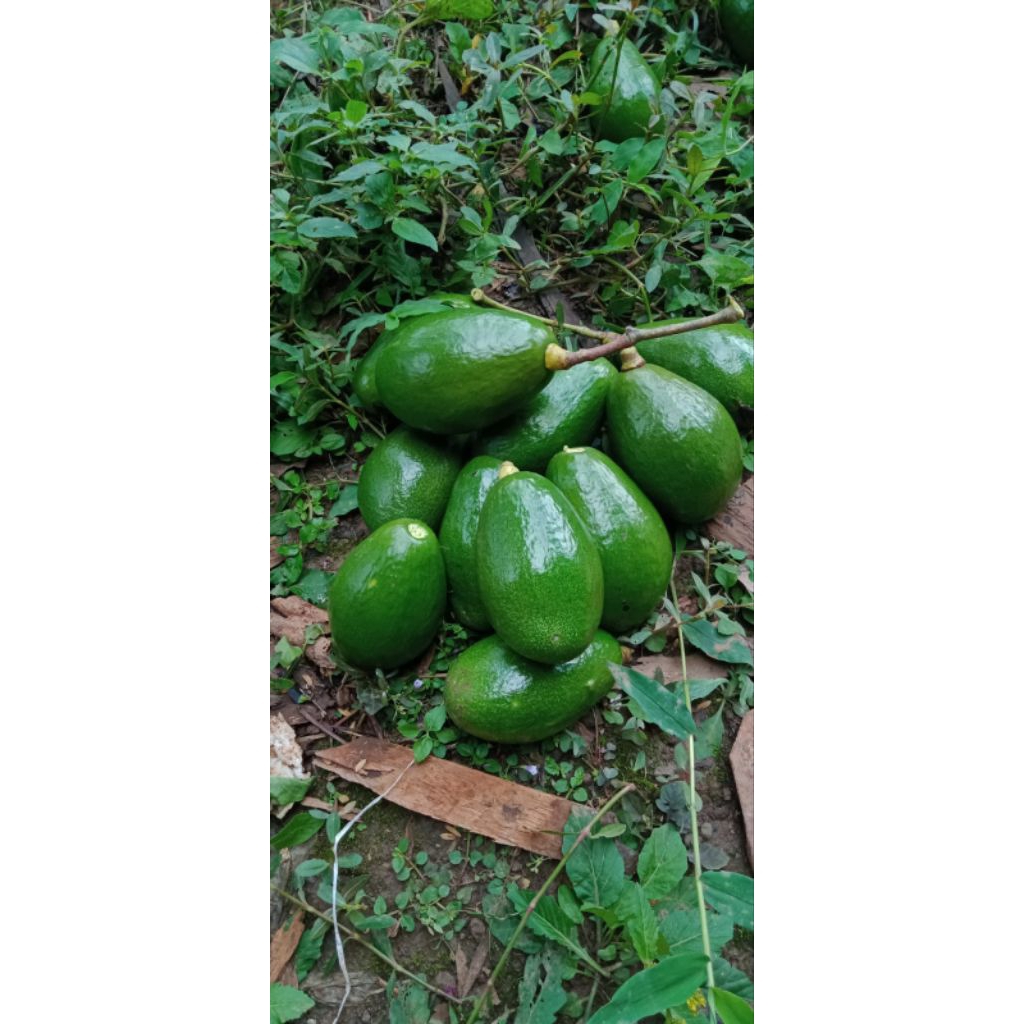 

Alpukat mentega super bergaransi 1 kg isi 4-5 buah