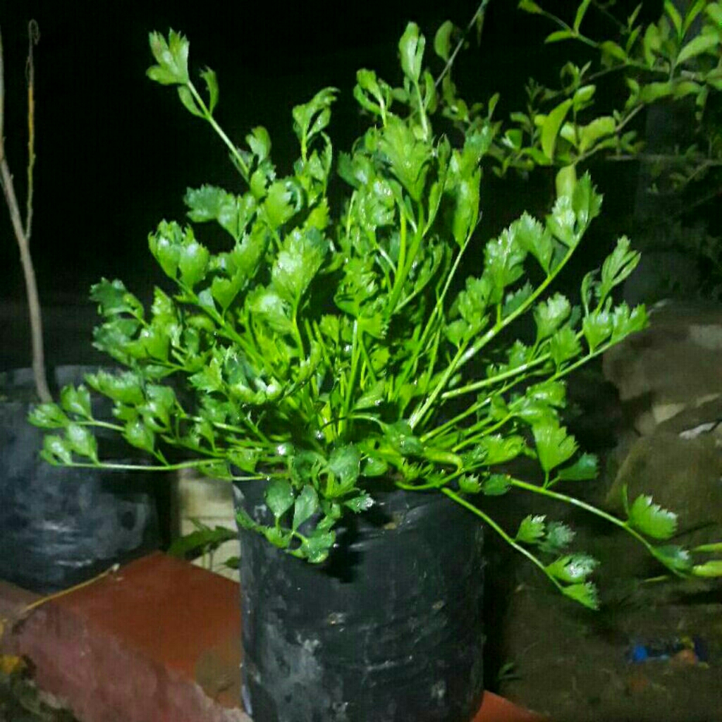 

Bibit Tanaman Seledri Siap Panen