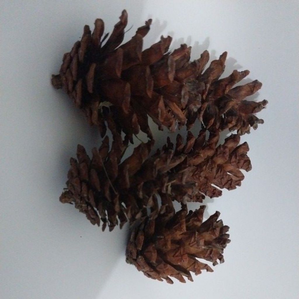 

Buah Cemara / Durenan