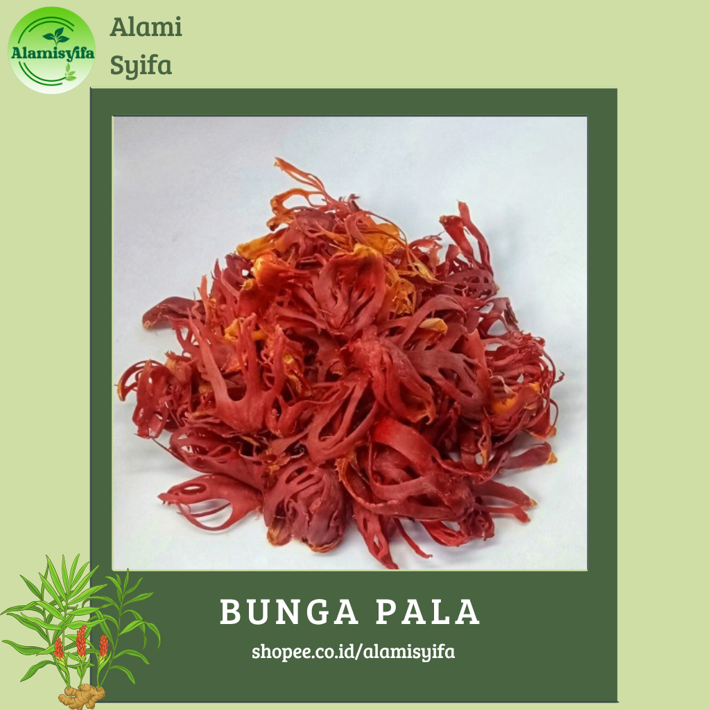 

Bunga Pala Kembang Pala Fuli Sempra Kering 50 gram Premium Quality