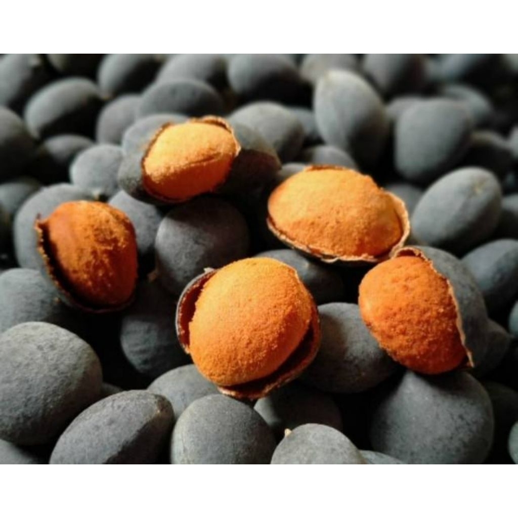 

Buah Asam Kranji Asam Urat Kolesterol Lambung Gula Darah Insulin Sembelit 500g