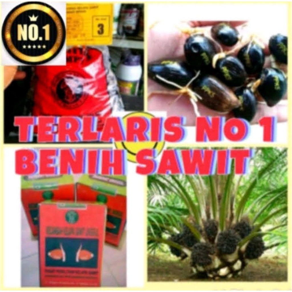 Bibit Sawit Benih Polong Sawit Marehat Unggul Ppks