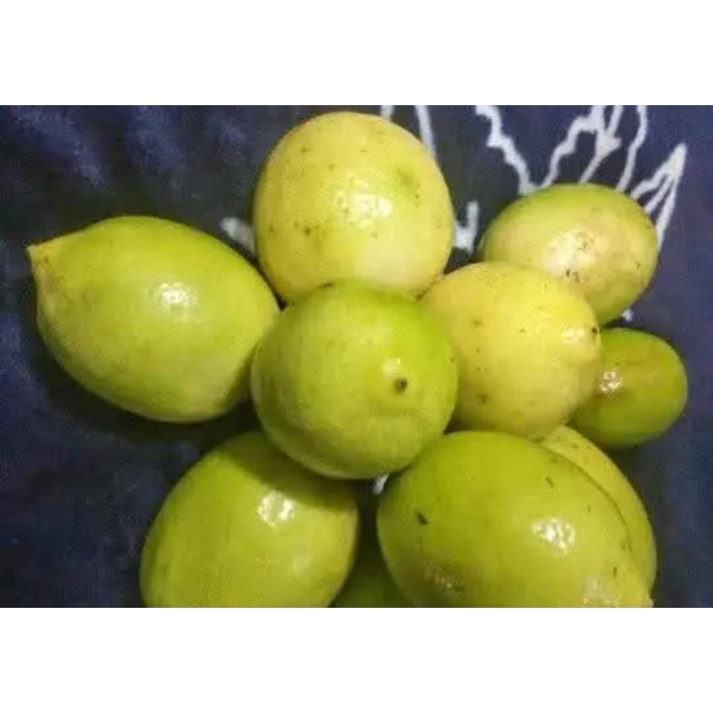 

jeruk lemon lokal besar