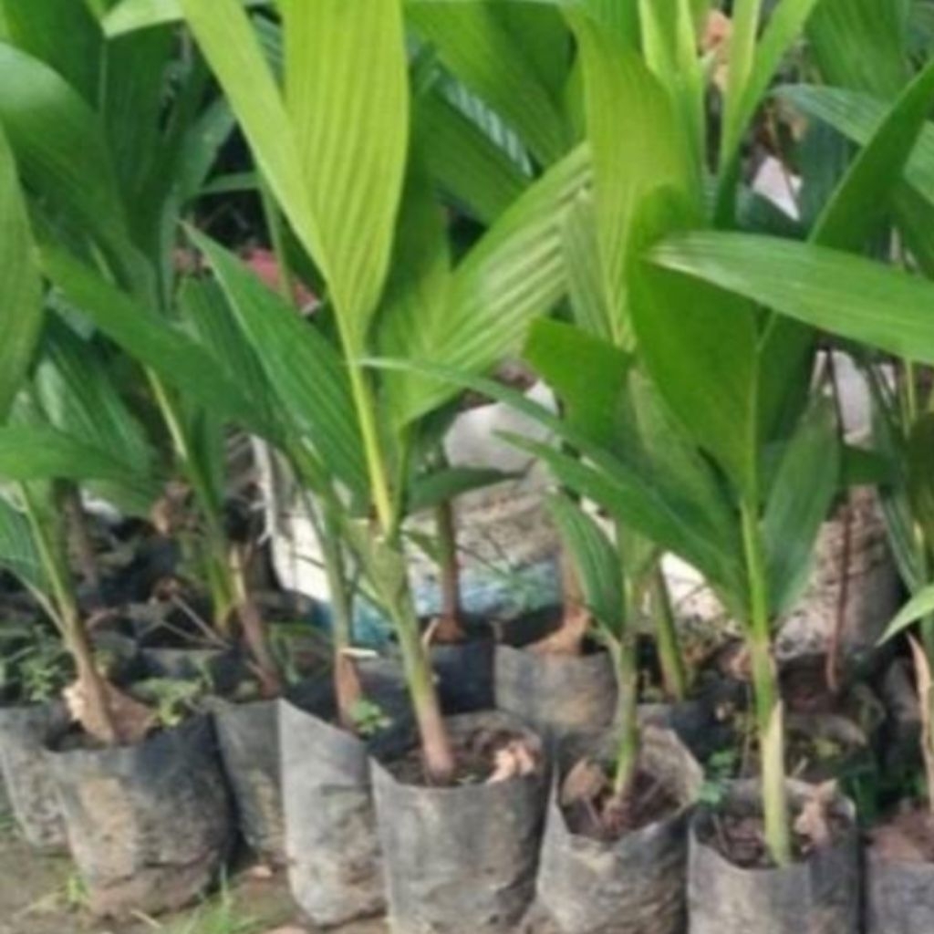 bibit pinang betara unggul per 100 bibit siap tanam