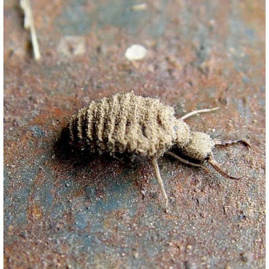 

UNDUR-UNDUR KERING UNDUR-UNDUR BANYAK MANFAAT 100 PCS