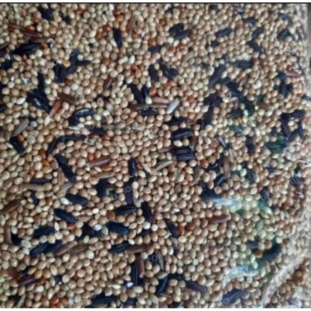 PAKAN BURUNG PERKUTUT CAMPUR ( 1kg)