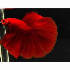 Cupang Halfmoon Super Red SIZE L