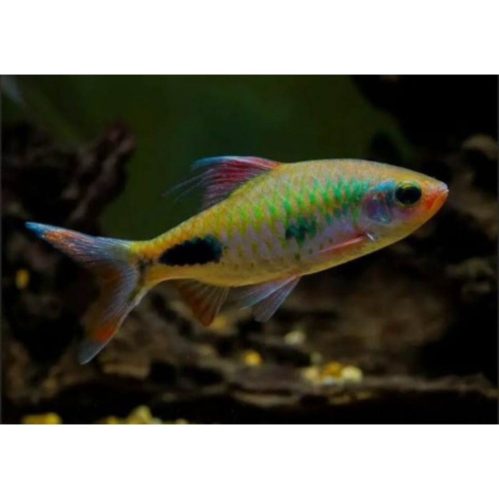 Dawkinsia Filamentosa / Hiasan Aquarium / Hiasan Aquascape / Pelengkap Aquarium / Pelengkap Aquascap
