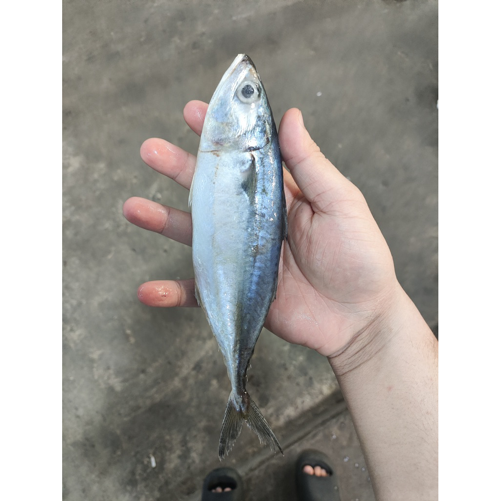 

IKAN KURING SUPER FROZEN - 500gr / 1kg