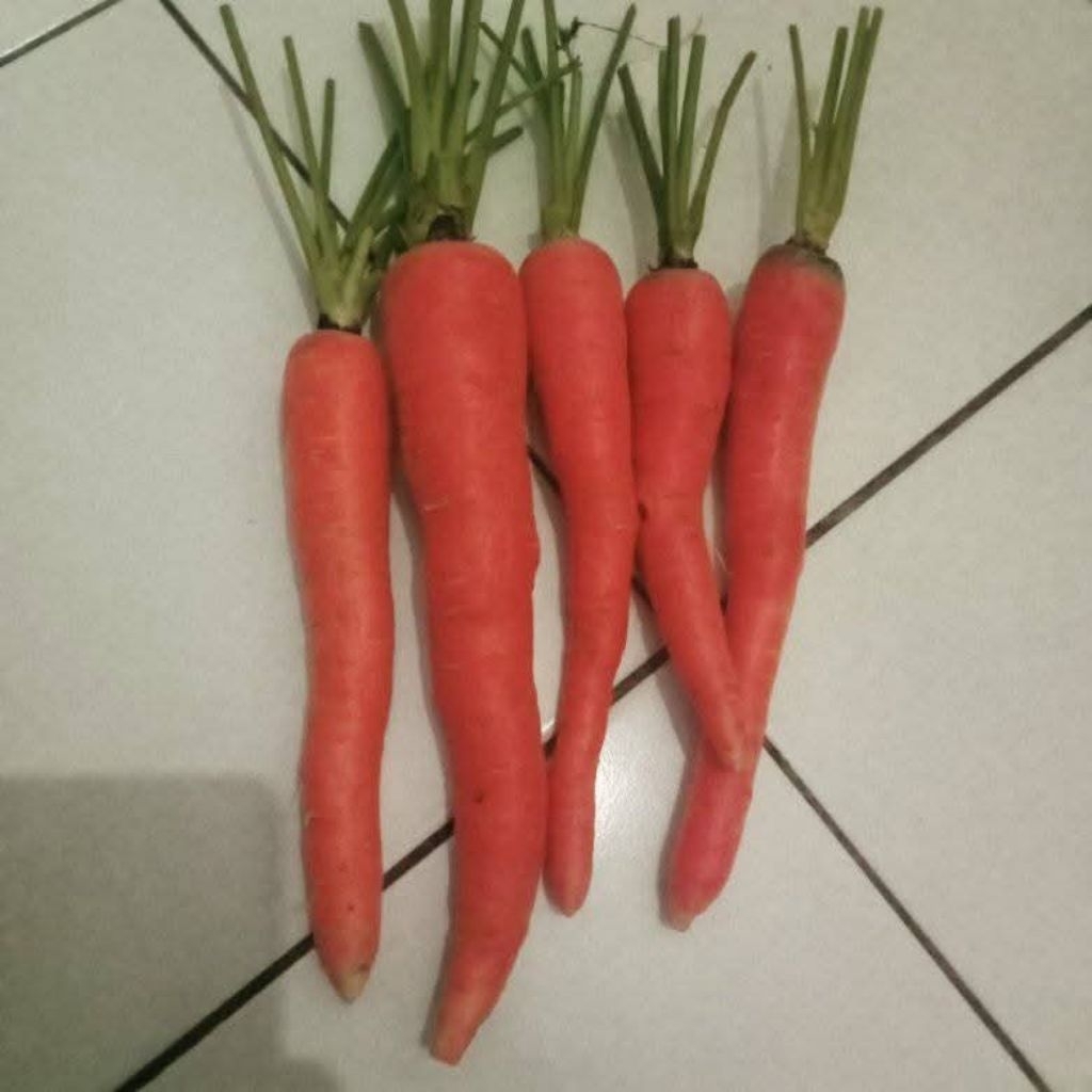 

Wortel Lokal super fresh ( bisa cod )