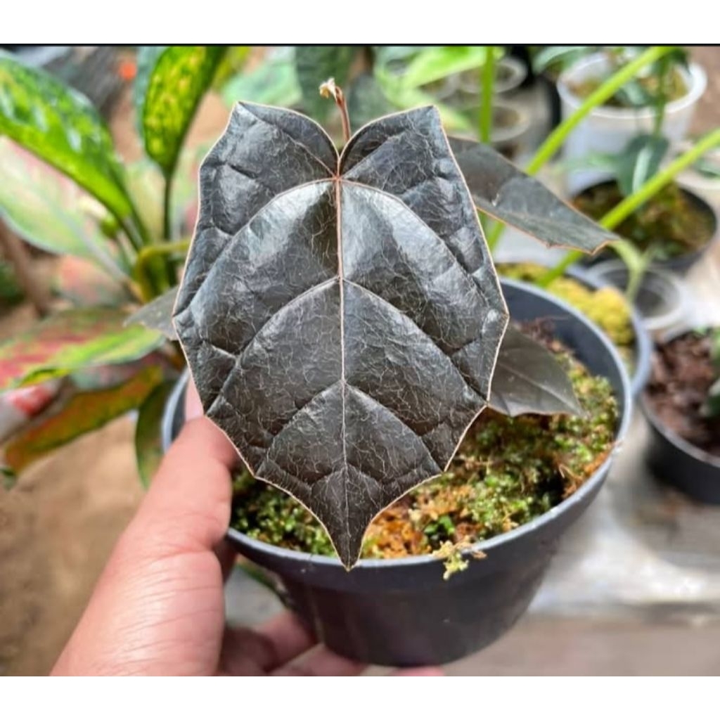 viper batman hitam / tanaman hias unik borneo