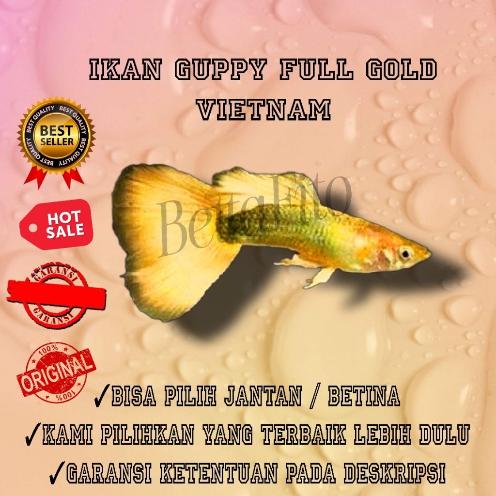 ikan Guppy full gold Vietnam