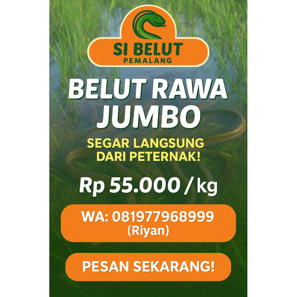 

BELUT KONSUMSI