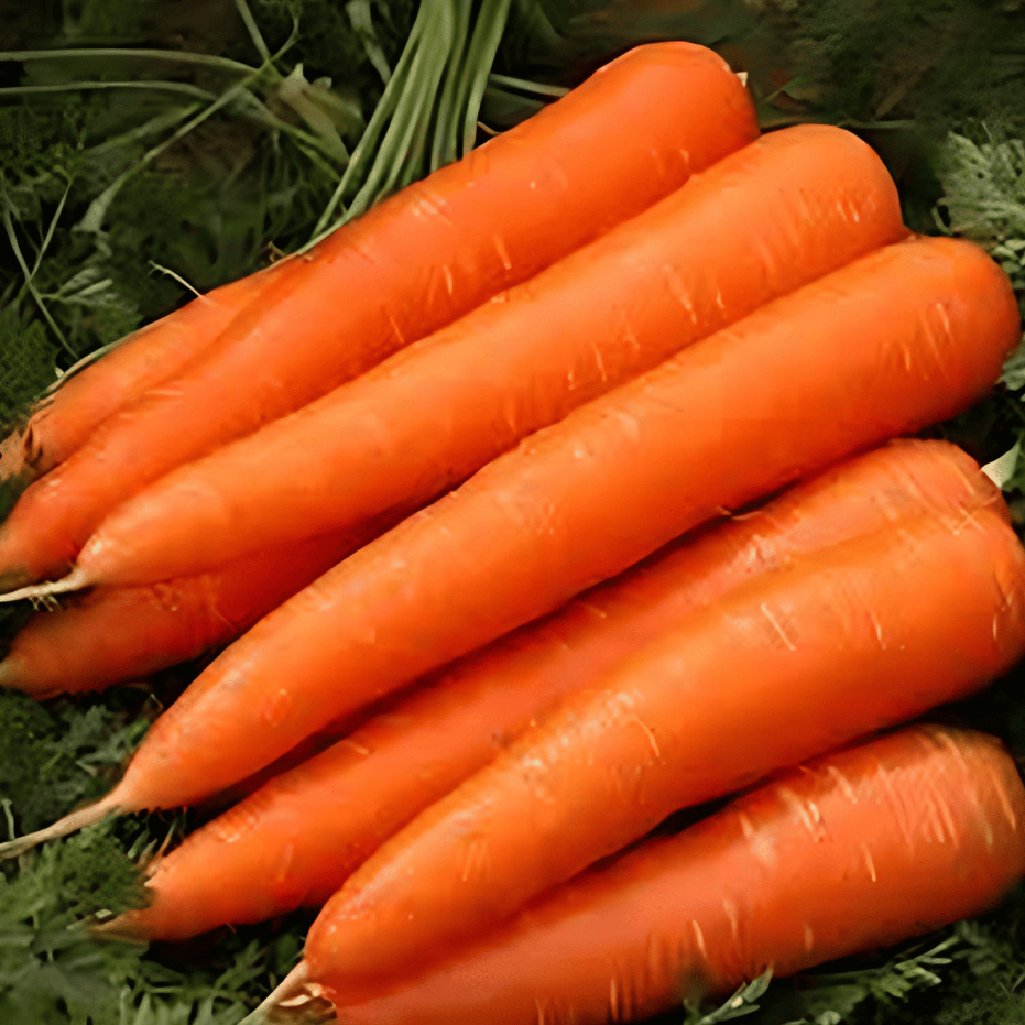 

Wortel Segar Pilihan 250 gram