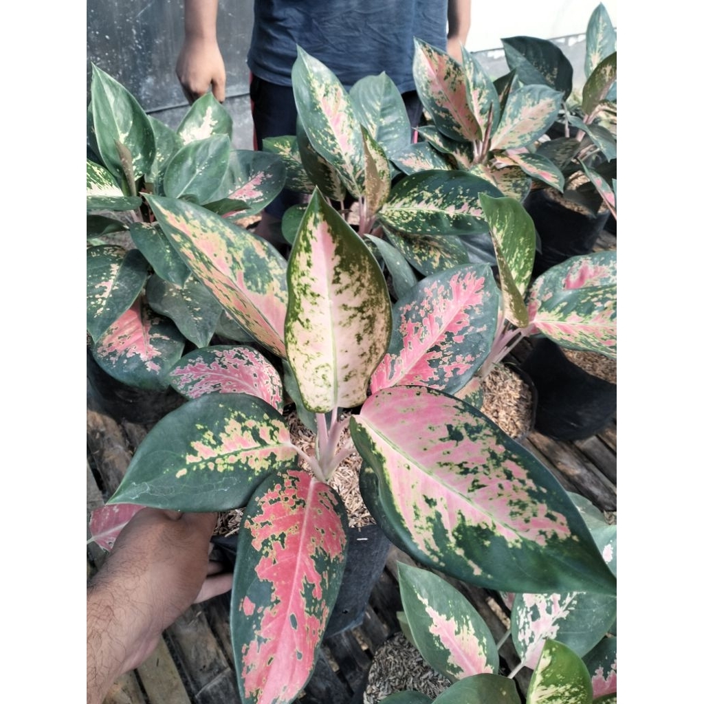 AGLAONEMA KOCIN PARAMURAI DEWASA/INDUKAN